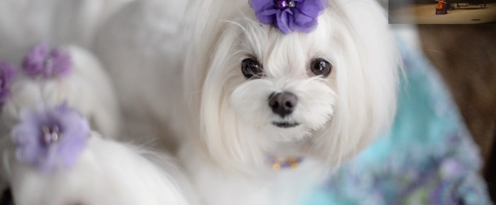 Maltese puppy