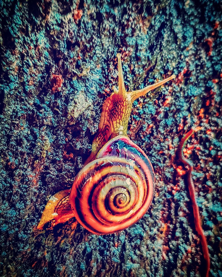 Nature's Creation
