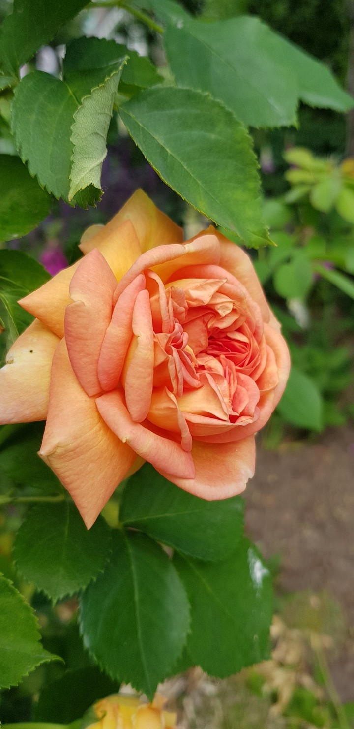 Summer rose