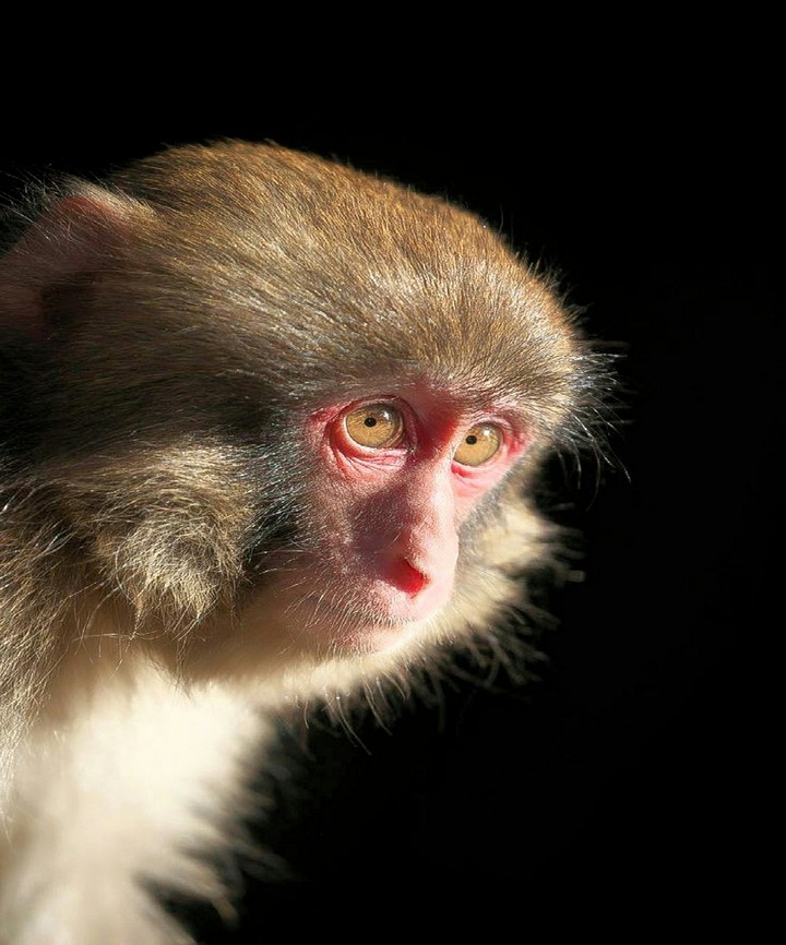 A Sad Looking Japanese Macaque