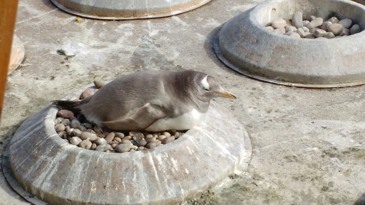 Albino penguin
