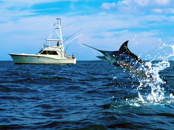 fish