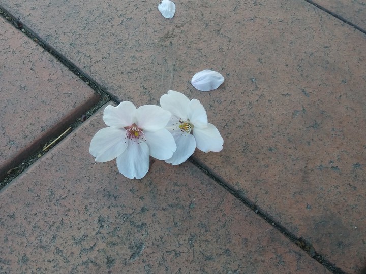 떨어진 벚꽃