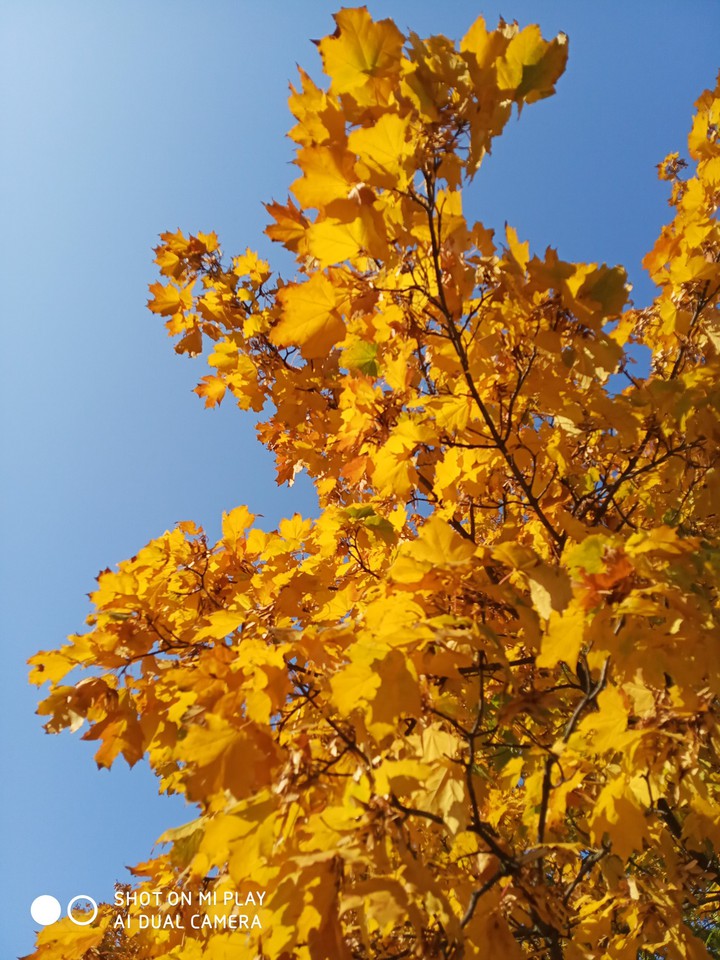 maple's treasures