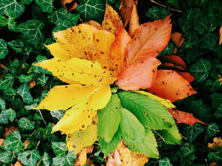 autumn