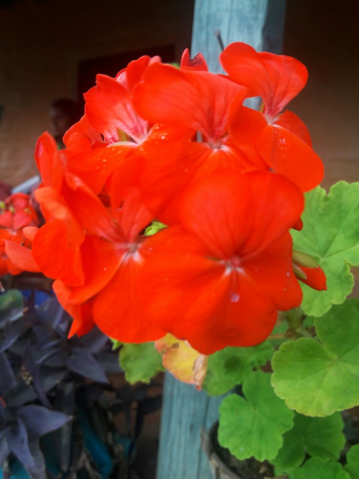 red for love