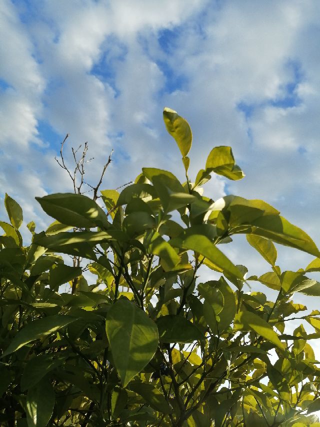 Orange tree in Algeria