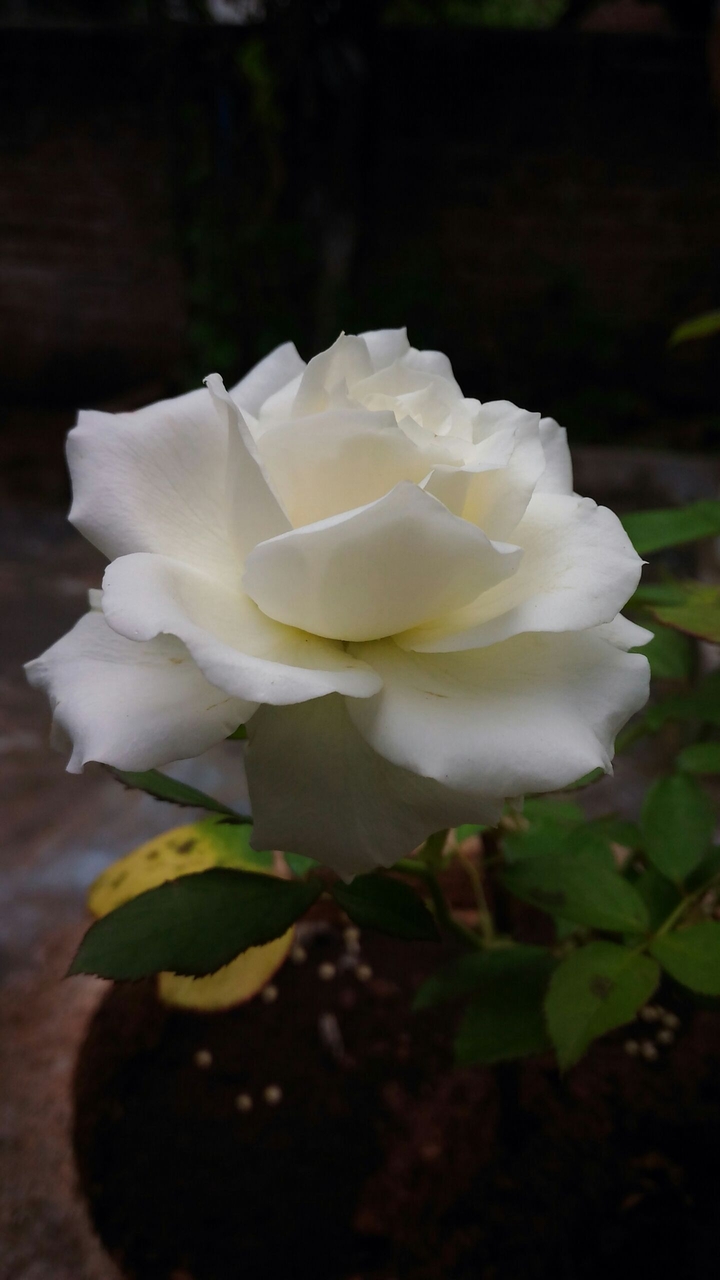 white rose