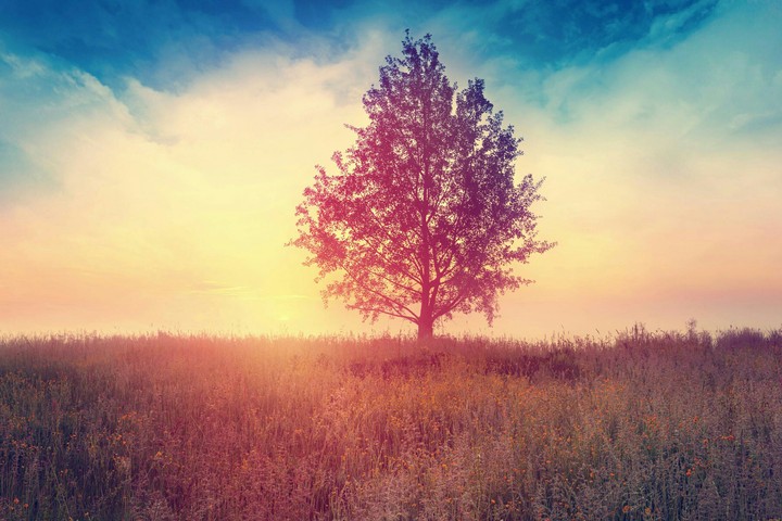 tree