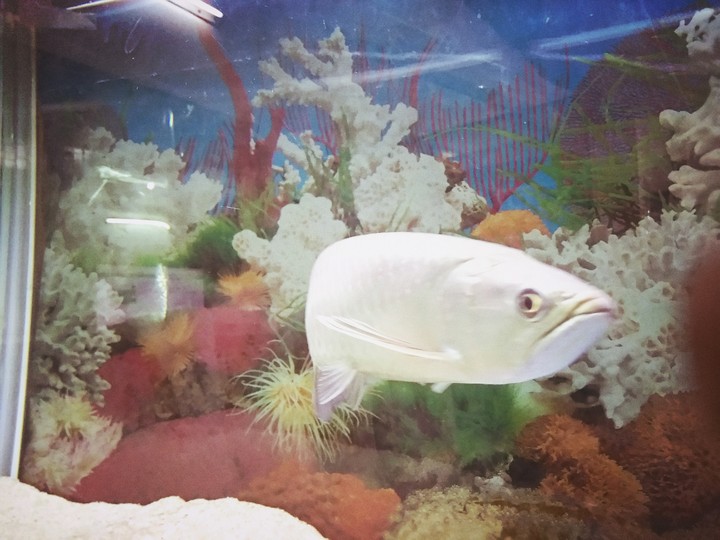 golden arowana