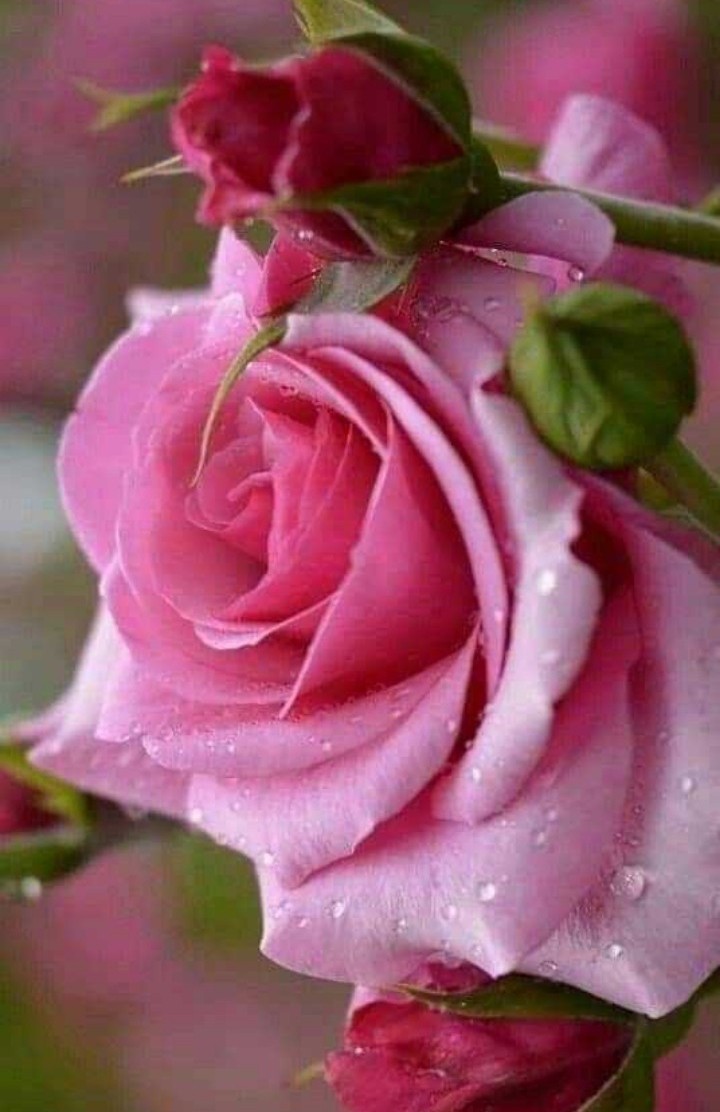 pink rose
