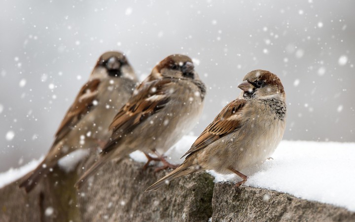 birds