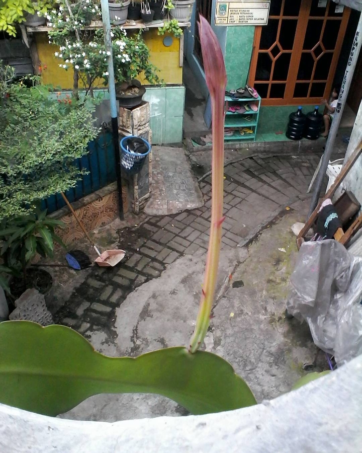 Wijaya Kusuma
