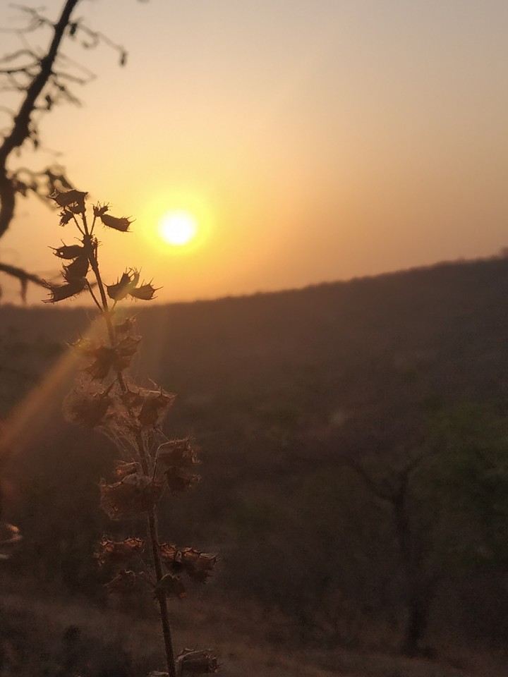 bell tree at the sunrise