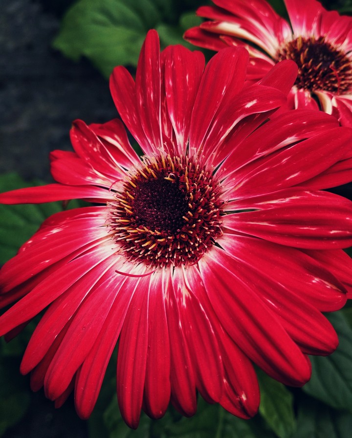 Bold red daisy