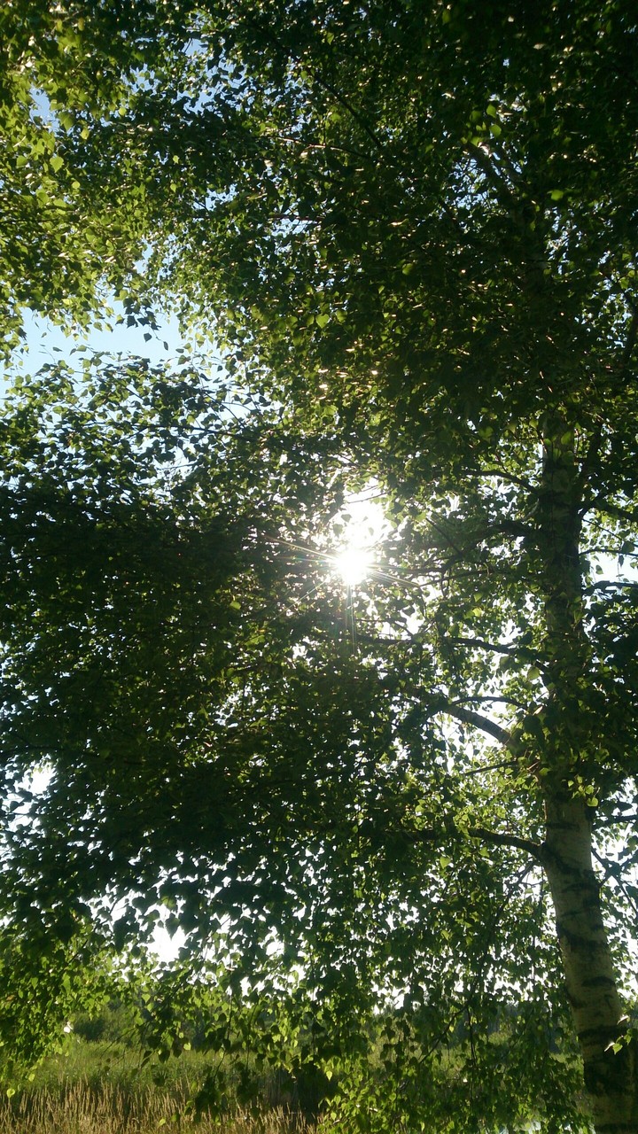 trees