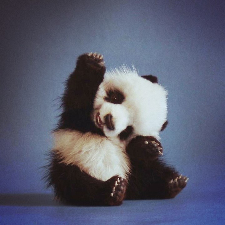panda