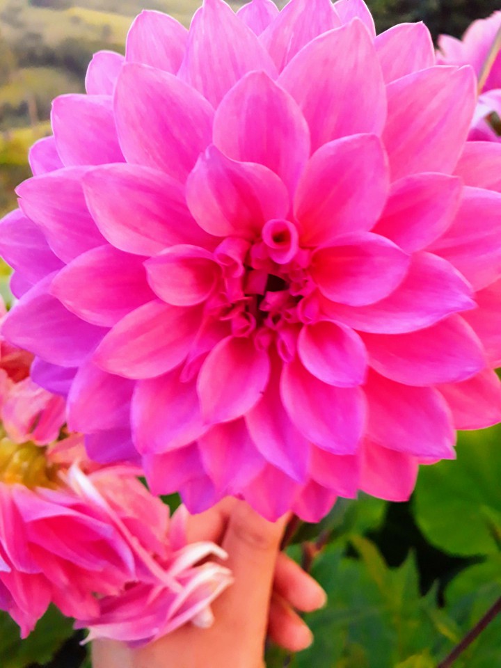 Dalia