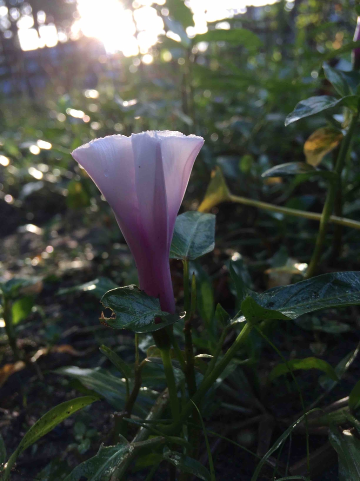 #flower