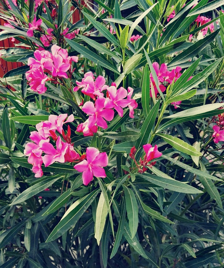 Sweet pink dreams