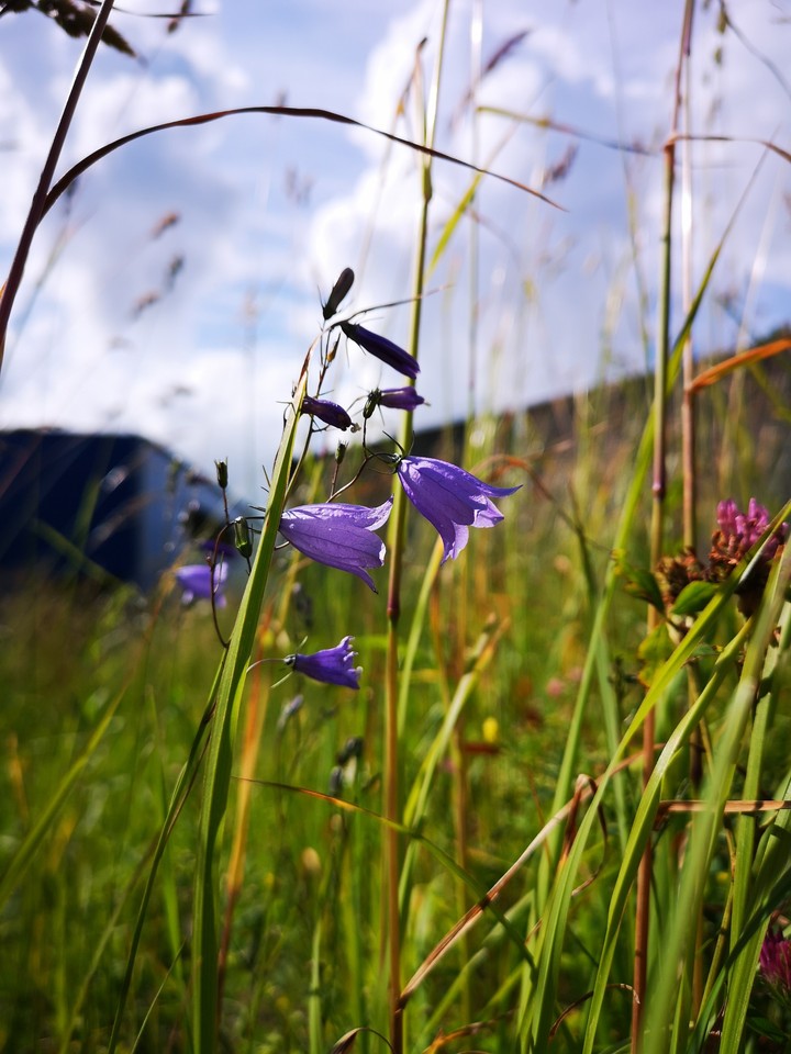 Purple bell
