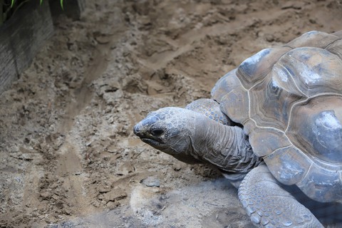 fondos de pantalla chelonoidis, tortoise
