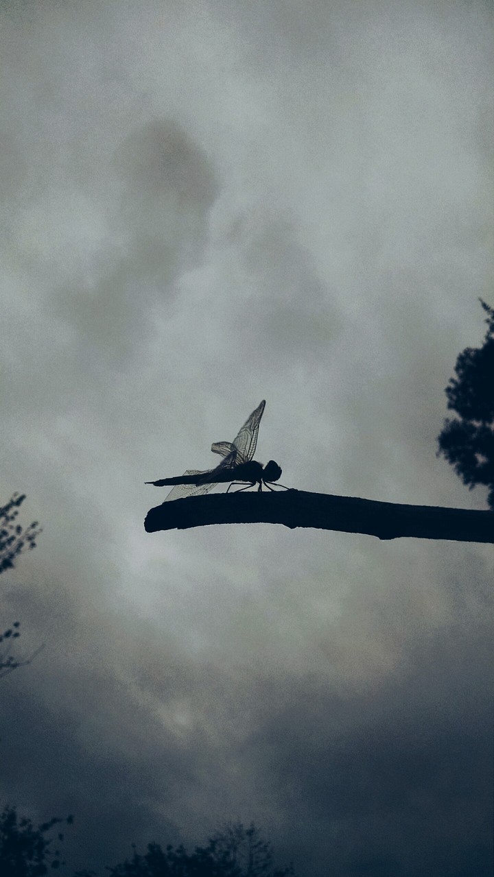 littIe dragonfly