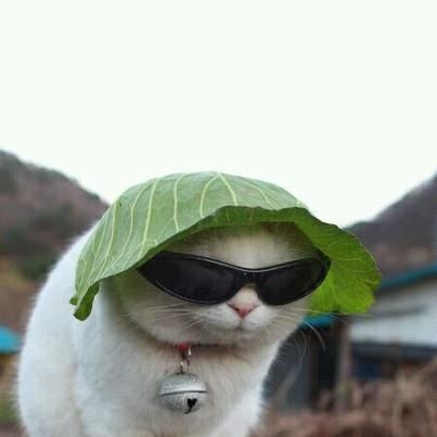 Swagy cat