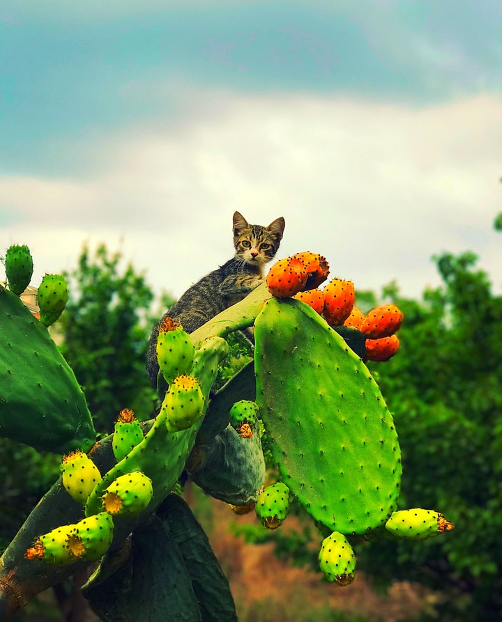 Cat playing