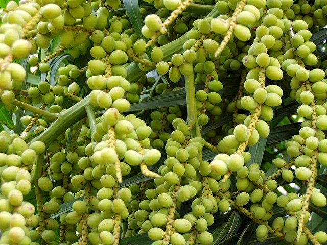 berries