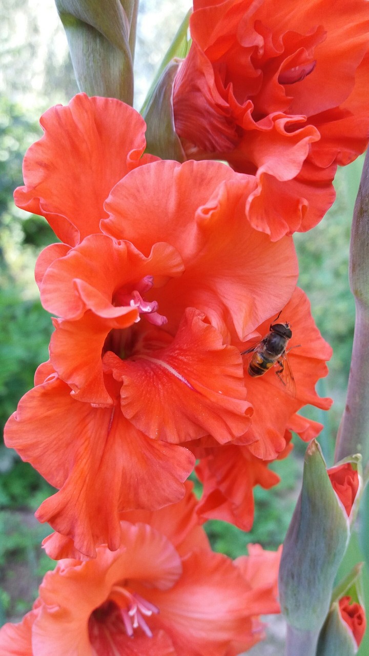 Red gladiolus