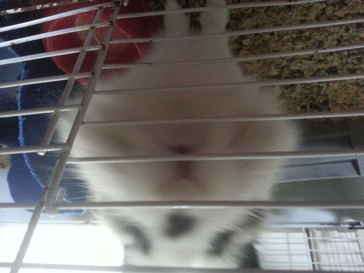 A Cute Bunny!!!!