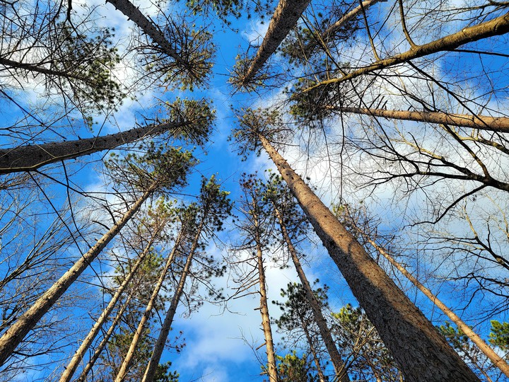 The beauty of tall trees