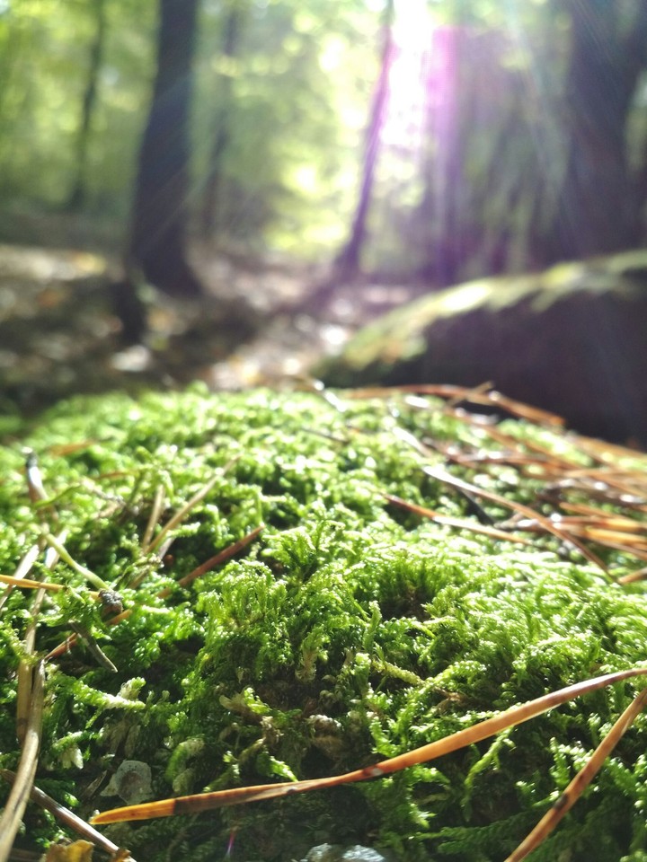 forest