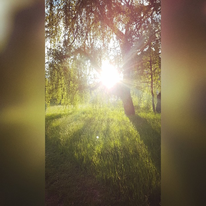 tree