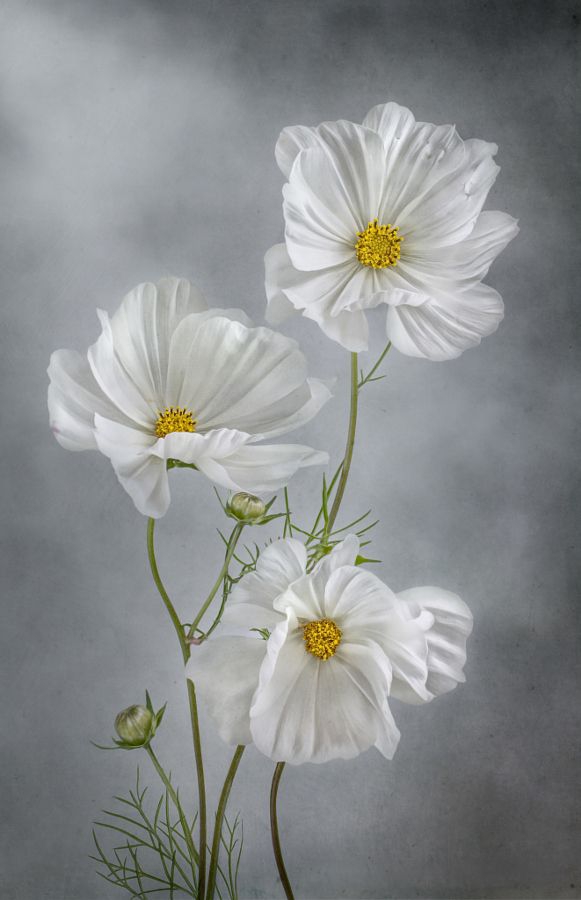 White flowers.