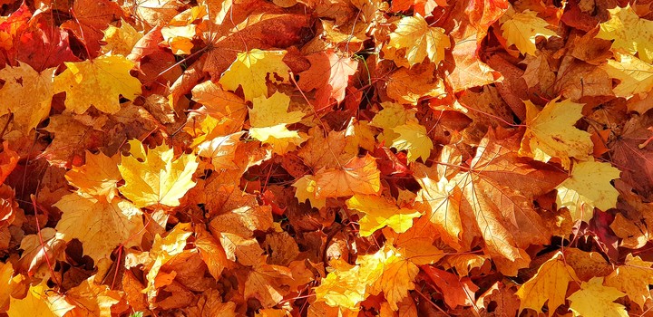 Autumn's Wonder