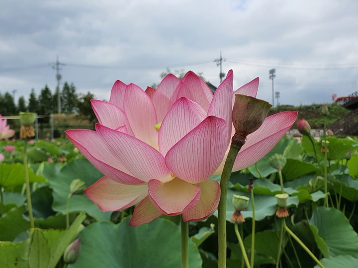 연꽃