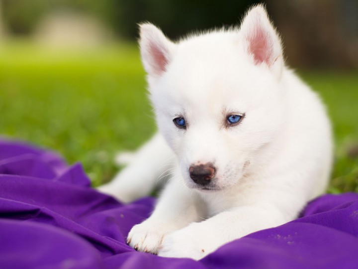 Dog