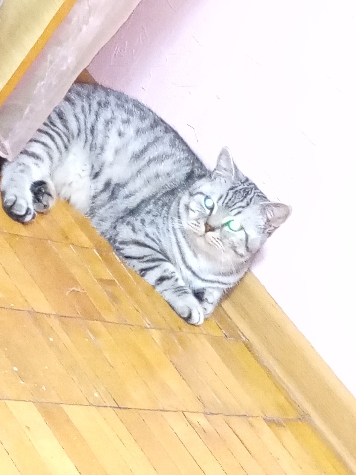 мяу