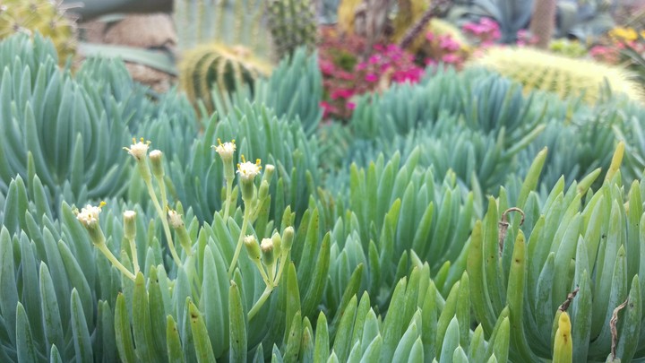 Terrarium