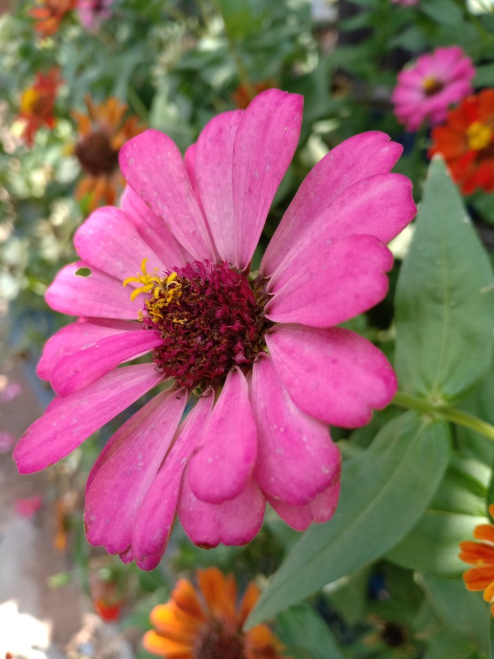 flower