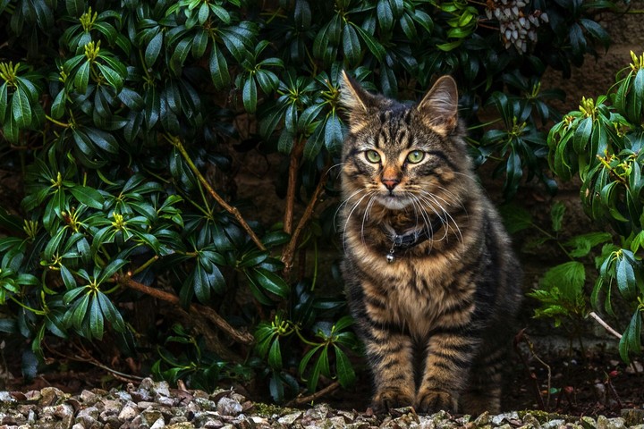 cat