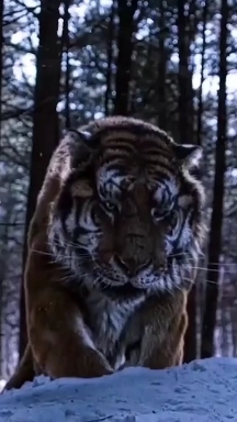 Year of the Tiger 2022