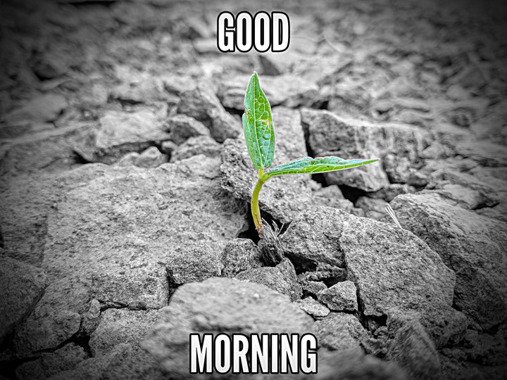 Good Morning