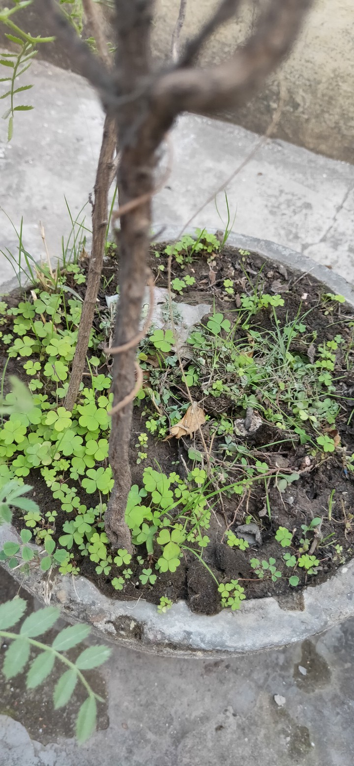 Green plants
