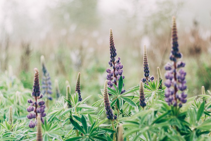 Violet forest