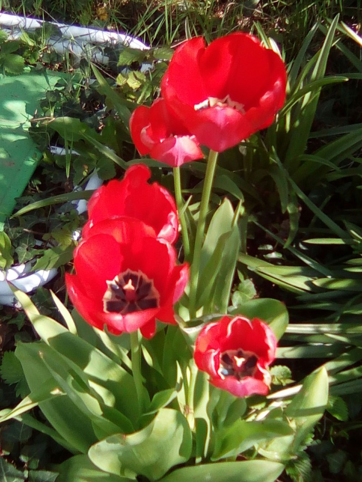 red