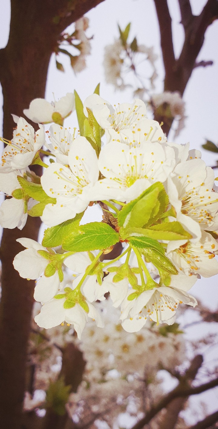 Printemps de Paix