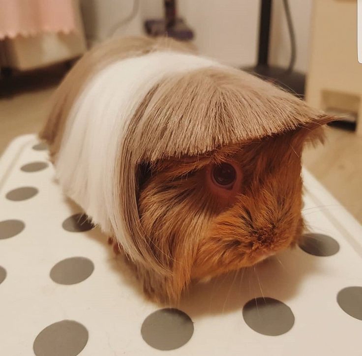 Cute Guinea Pig